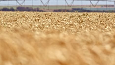 Rack-Focus-Shot-of-Yellow-Wheat-Field-Ready-to-Harvest-Agriculture-Concept