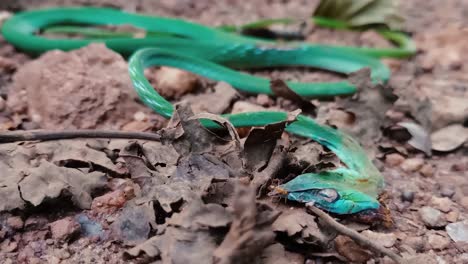 Primer-Plano-De-Zoom-De-Hormigas-En-La-Piel-De-Serpiente-De-Vid-India-En-El-Suelo