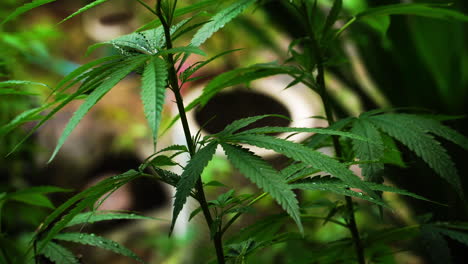 Closeup-Of-Cannabis-Plant-In-Koh-Phi-Phi-Island,-Thailand