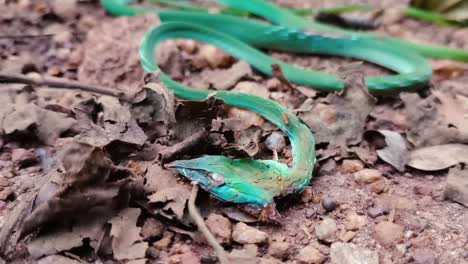 Close-up-of-ants-on-Indian-vine-snake-skin-on-ground