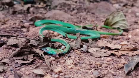 The-dead-green-snake-laying-on-the-forest-road