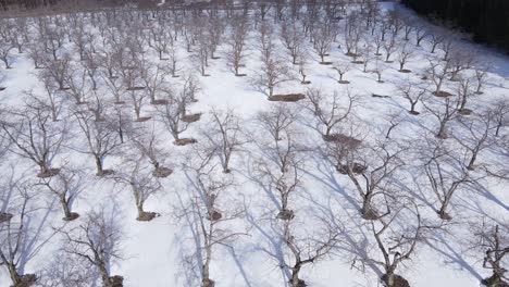 Cherry-trees-growing-in-orchard-in-winter-season,-aerial-drone-view