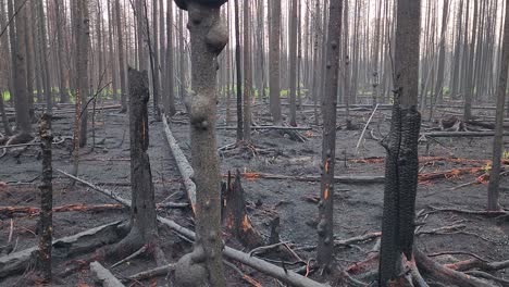 Naturaleza-Destruida-Con-Bosque-Quemado-Después-De-Un-Incendio-Forestal