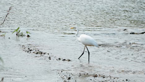 Eastern-Great-Egret-Forages-in-Shallow-Water-Stream---Walking-in-Slow-Motion