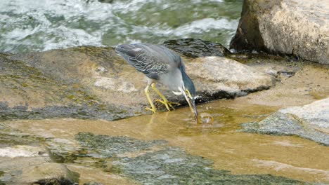 Striated-Heron-Caught-Big-Fish-and-Wait-Untill-it-Stop-Moving-to-Swallow-it,-Bird-Rinse-Prey-in-Shallow-Water