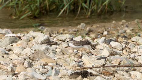 Greater-Sand-Plover-Walks-On-Stony-Beach-by-the-Stream---Tracking-side-view-closeup