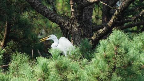 All-White-Eastern-Great-Egret-Perched-on-Pine-Tree-Branches-Opens-Beak-and-Breathing-With-Shivering-Neck-Throat---closeup