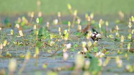 Pheasant-tailed-Jacana-Bird-Making-Noise-to-protect-her-Eggs