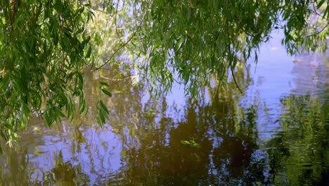 Willow-Tree-Foliage-With-Mirror-Reflections-Over-Canal-In-Amsterdam