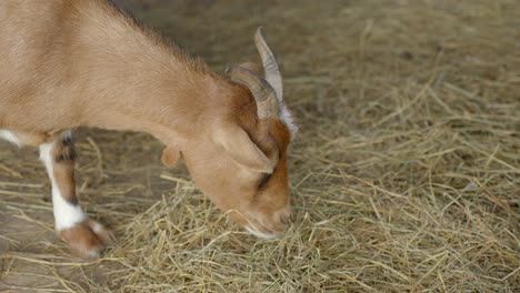 Goat-eating-straw-inside-farm-house,-close-up-view