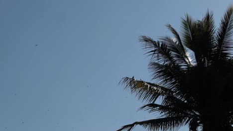 Schwarmvögel-Fliegen-Aus-Der-Ferne-über-Einen-Baum-Gegen-Den-Blauen-Himmel