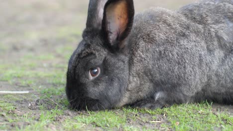 Grown-up-black-rabbit-eating-grass,-close-up-view