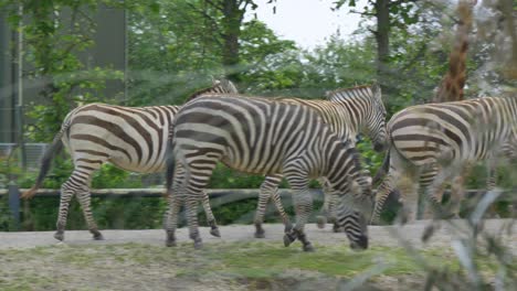 Zebras-walk-strutting-through-enclosure-on-grassy-dirt-path,-dublin-zoo-ireland