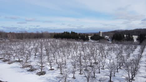 Cherry-orchard-near-Traverse-City,-Michigan,-in-the-winter-time