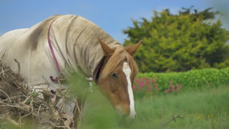 Horse-gazes-and-grazes-walking-in-countryside,-wears-fly-blanket-protector