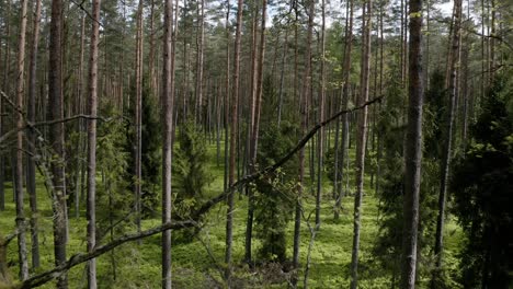 Tall-Pine-Trees-In-Green-Forest---aerial-pullback