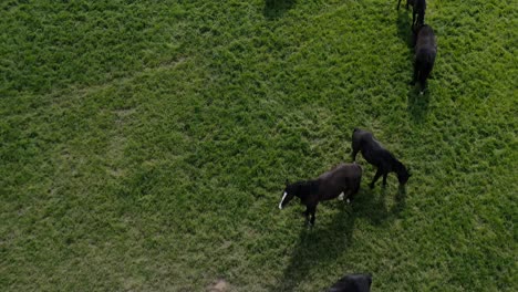 Bird's-Eye-View-Over-Herd-Of-Horses-In-The-Meadow---drone-shot