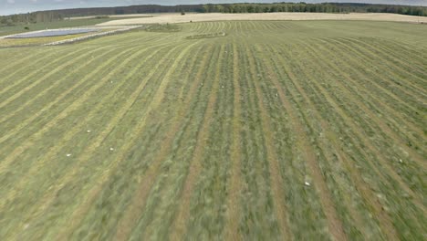 Flying-Over-Scenic-Wheat-Field-In-Countryside---drone-shot