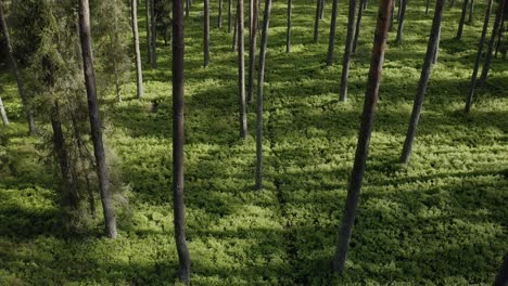 Grüner-Wald-Mit-Hohen,-Dünnen-Baumstämmen---Drohnenaufnahme