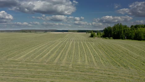 Summer-Landscape-With-Green-Wheat-Field-In-Warmia,-Poland---drone-pullback
