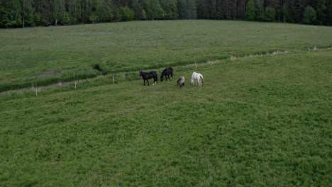 Wild-Horses-On-A-Green-Meadow-With-Fresh-Grass---aerial-shot