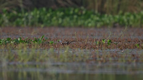 Pheasant-tailed-Jacana-Collecting-Material-for-nest
