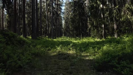 Flying-Low-In-The-Forest-Between-Trees---drone-shot