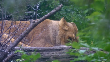 Dublin-zoo-lionness-lays-head-down-to-sleep-and-relax,-rolls-over-on-side