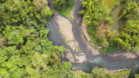 Small-shallow-river-flow-through-forest-of-palm-trees,-aerial-top-down-view