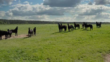 Herd-Of-Wild-Horses-Over-Greenery-Pastureland-Under-Cloudy-Sky