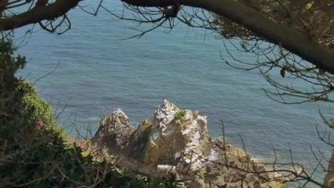 Rocky-sea-cliffs-of-dublin-bay-shrouded-by-arching-branches,-Howth-Ireland