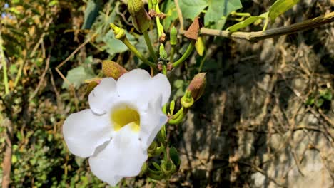 Close-up-shot-of-white-colored-flowers-in-the-garden,-White-Thunbergia-grandiflora