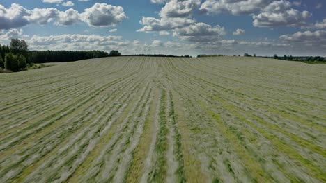 Aerial-View-Over-Wheat-Field-Against-Blue-Cloudy-Sky---drone-shot