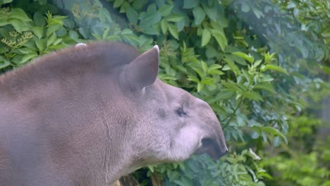 Brazilian-tapir-viewed-through-zoo-fence-sniffs-and-looks-around