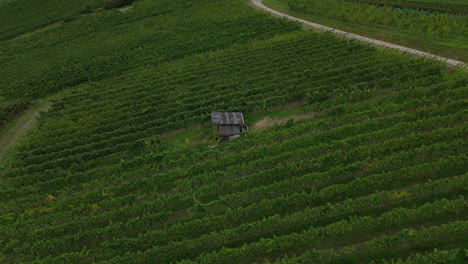 Rotation-around-a-small-wooden-hut-in-between-deep-green-vineyards-with-many-grapevines-on-hills-in-the-countryside-aerial-view,-push-in