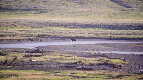 Ein-Einsamer-Bisonbüffel,-Der-Wasser-In-Einem-Fluss-Spritzt