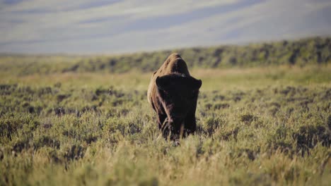 Un-Búfalo-Bisonte-Solitario-Caminando-Y-Pastando-En-Un-Campo-Al-Atardecer