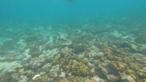 Wasserleben-Mit-Tropischen-Fischen-Und-Korallen-Unterwasserozean,-Pov