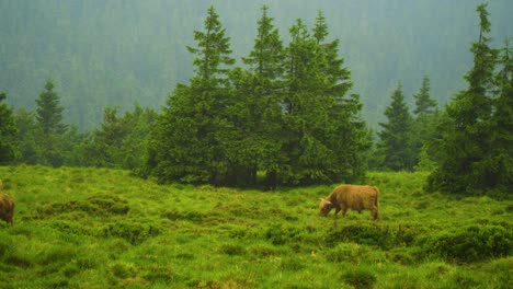 A-large-brown-cow-with-horns-is-standing-in-a-grassy-field-surrounded-by-lush-green-trees-patches-of-tall-grass-and-wildflowers-animals-and-plants-coexist-harmoniously-peaceful-calm-relaxing-scene
