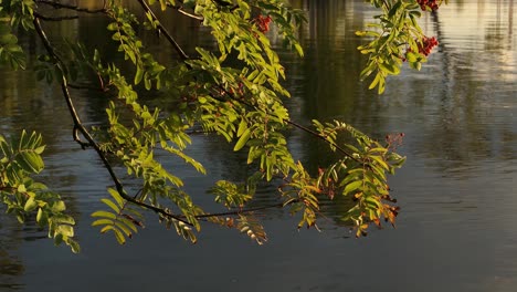 Tree-branches-above-calm-water-at-sunset,-rowan-berry-tree-above-water