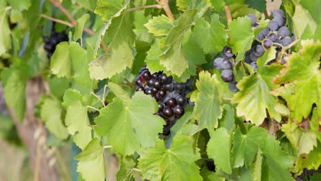 Static-shot-of-grapes-hanging-on-vines-ready-for-harvesting-in-France