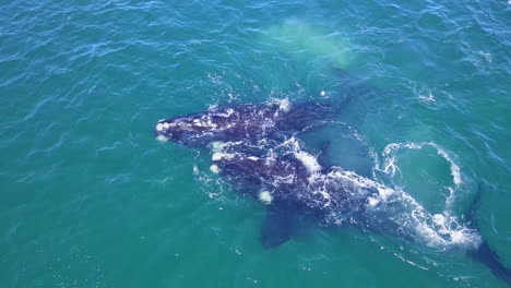 Southern-Right-whales-floating-in-clear-Atlantic-waters,-annual-migration