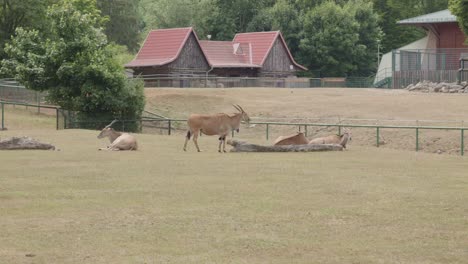 Eine-Reihe-Anmutiger-Antilopen-Laufen-Frei-In-Ihrem-Großzügigen-Gehege-Im-Danziger-Zoo-Umher