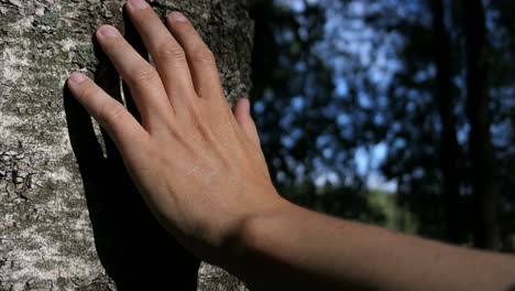 Hand-touching-birch-tree,-nature-lover-close-to-nature-in-forest