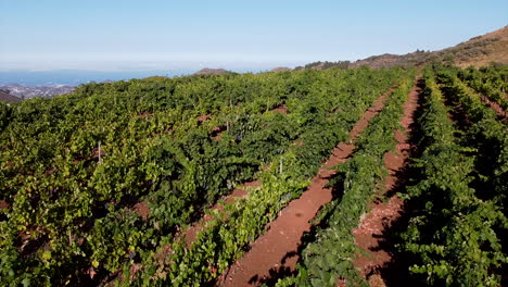 vineyard-fields-in-Gran-Canaria:-aerial-view-traveling-in-over-grape-growing-fields-on-a-sunny-day