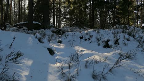 Winter-forest-snow-crane-shot,-sun-rays-through-tree-foliage