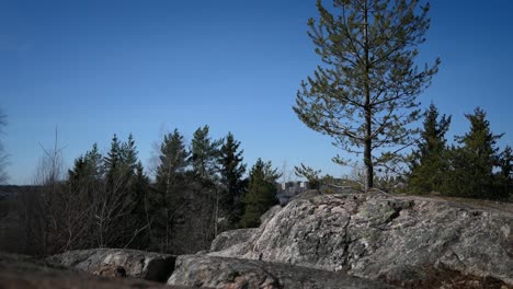 Evergreen-trees-growing-on-rocky-hill,-pine-tree-rocky-hill-forest,-crane-shot