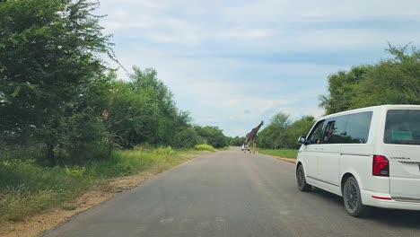 A-Cinematic-view-of-a-big-Giraffe-in-the-middle-of-the-road-at-Kruger-National-Park,-South-Africa-in-the-morning