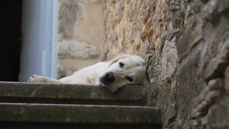 Slow-rotating-shot-of-a-light-coloured-golden-retriever-lying-down-on-an-outdoor-step
