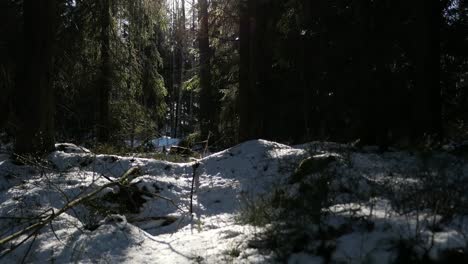 Winter-forest-snow-rays-of-light-through-tree-foliage